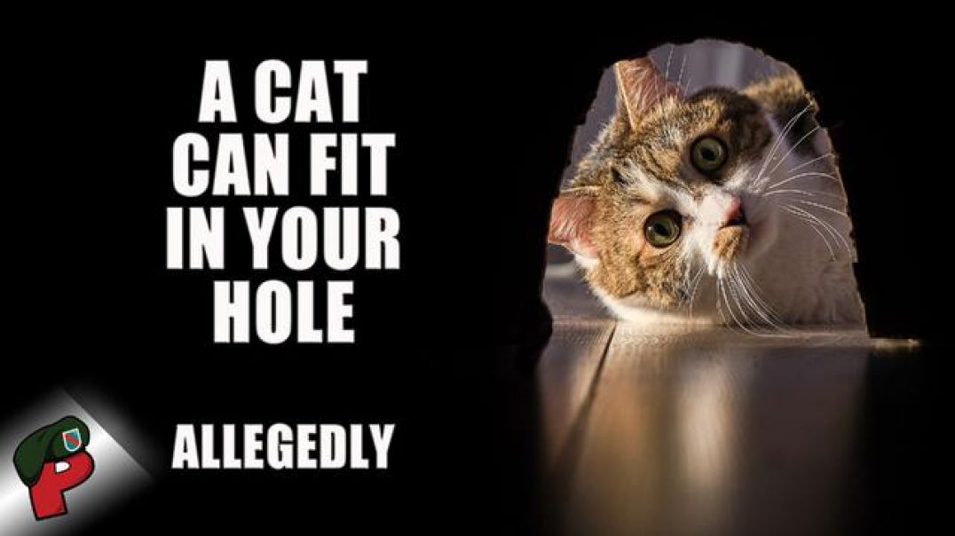 A Cat Can Fit in Your Hole… Allegedly | Grunt Speak Shorts