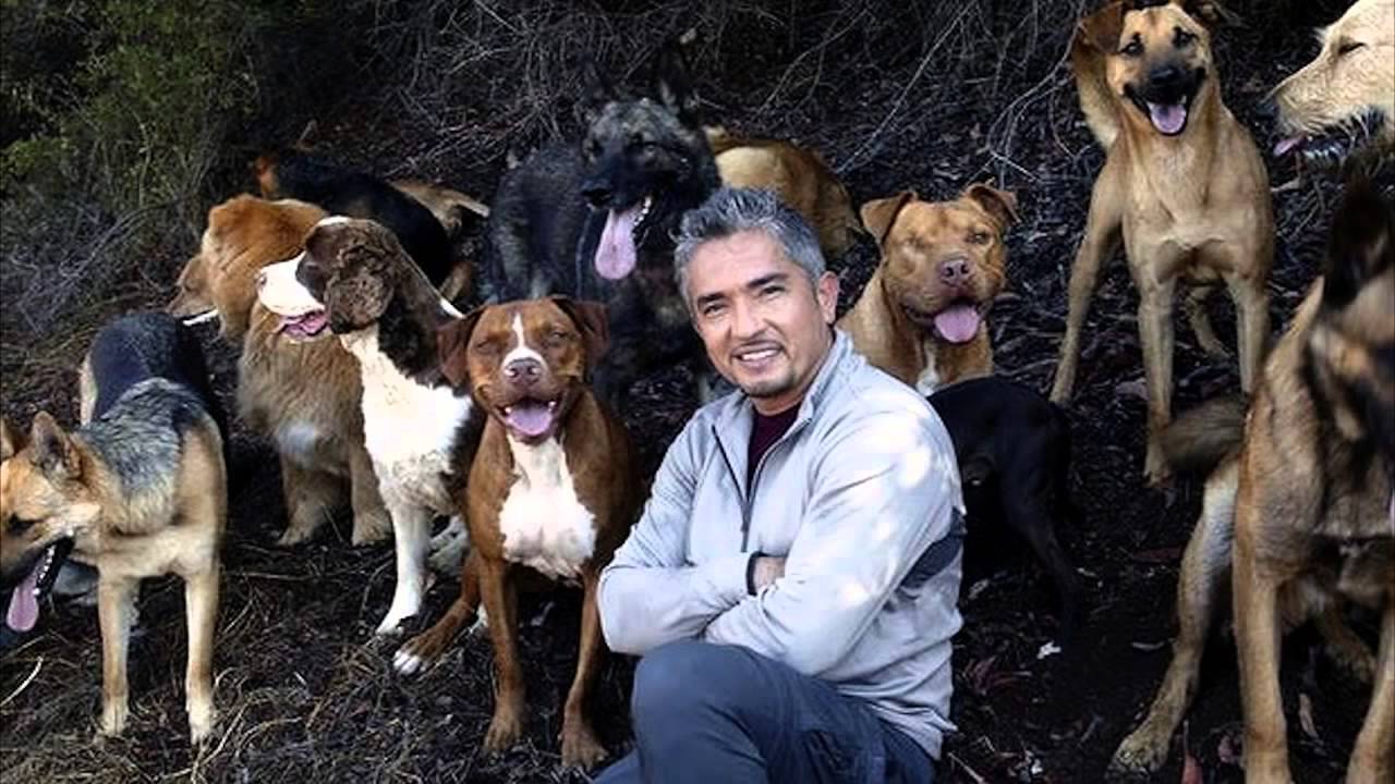 A Healthy Reminder; The Cesar Millan Divorce Case