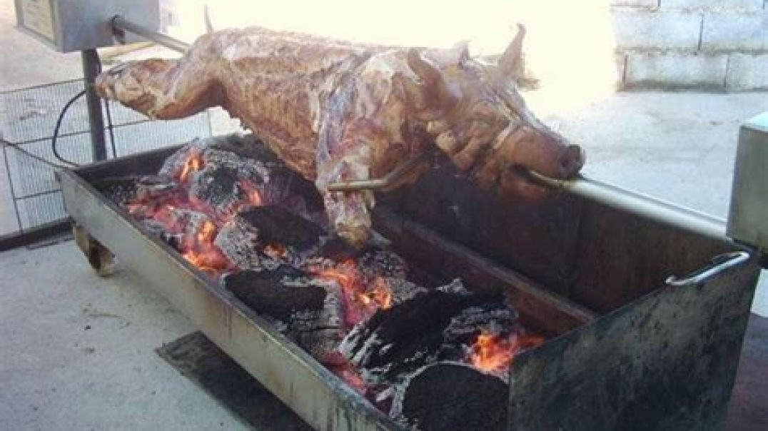 Herd of pigs knocks out old man in Germany.