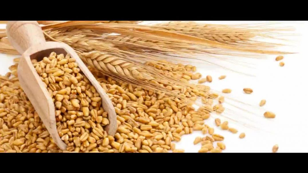 Wheat Gluten or Protein - Making Sales