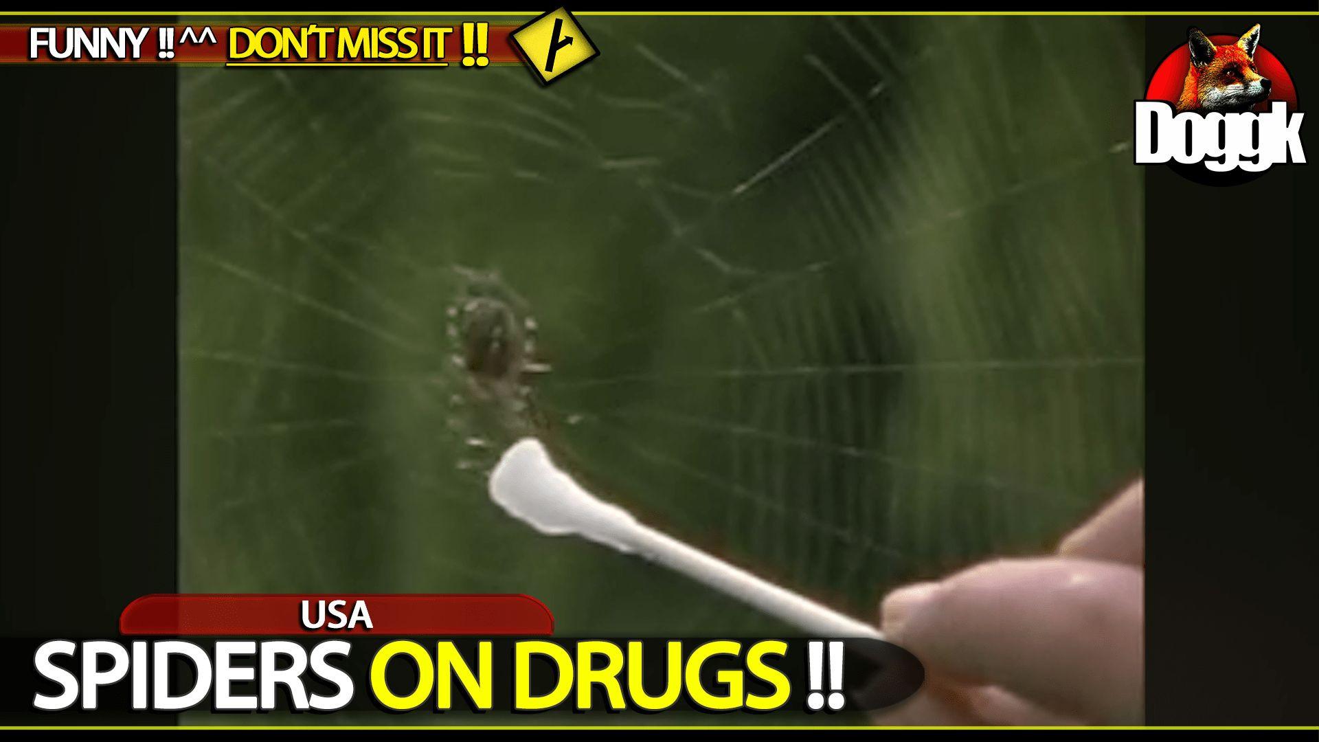 SPIDERS ON DRUGS !! >> A FUNNY VIDEO YOU SHOULDN'T MISS !! <<