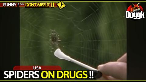 SPIDERS ON DRUGS !! >> A FUNNY VIDEO YOU SHOULDN'T MISS !! <<