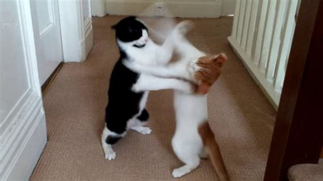 Cat fight. Prize - Tyrone.