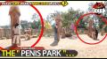 THE " PENIS PARK ".. << DON'T MISS IT >> (THAILAND)