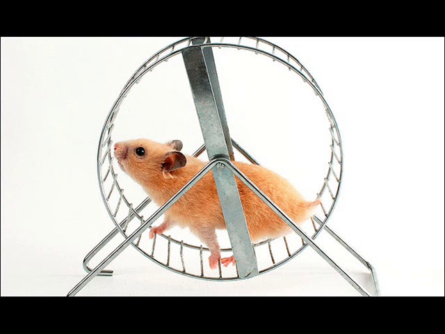 Hamster on the wheel | Black Pill