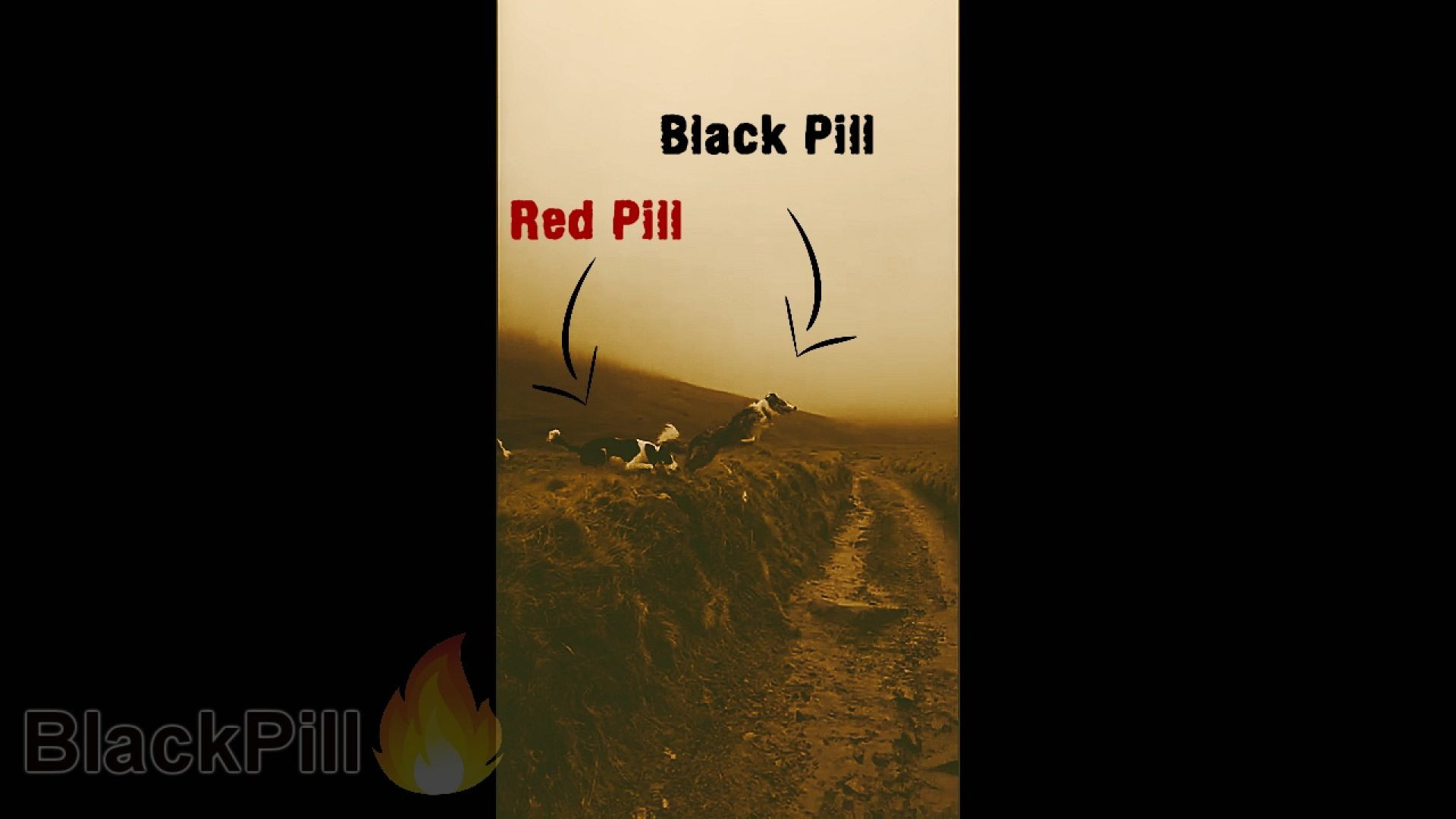 Black Pill Fire : 3 Dogs / 3 Pill-types