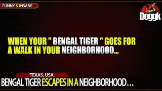 BENGAL TIGER ESCAPES IN A NEIGHBORHOOD.. (TEXAS, USA)