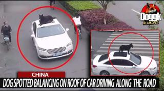 DOG SPOTTED BALANCING on ROOF of CAR DRIVING ALONG THE ROAD... (CHINA)