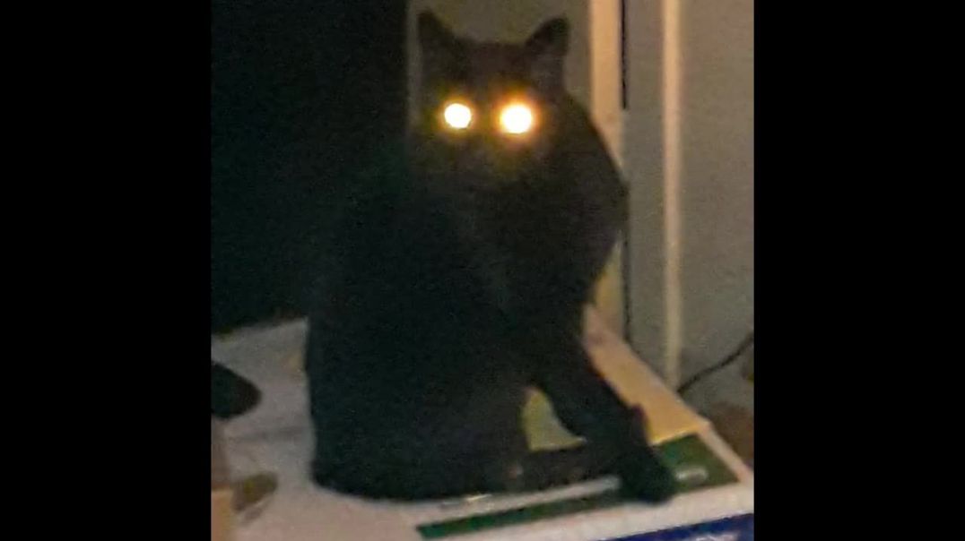 Jack the Satanic Cat