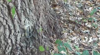 $20 Trip Wire Booby Traps_Perimeter Alarms Fire