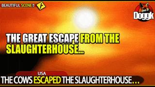 THE COWS ESCAPED THE SLAUGHTERHOUSE... (USA)