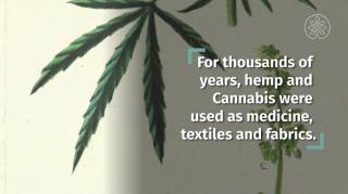 The plant that can save the world... literally. Hemp