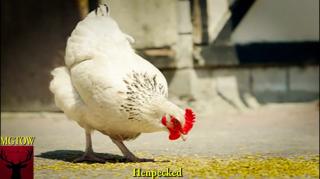 Henpecked