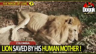 LION SAVED BY HIS HUMAN MOTHER.. (COLOMBIA)