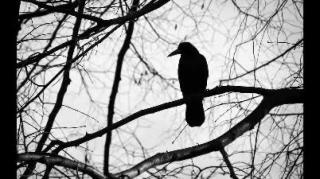 P3RR4S QV3 MV3RD3N LA M4N0 _ SIN ANESTESIA CHANNEL(240P)