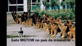 Gato MGTOW no país da misandria (auto-preservação masculina)
