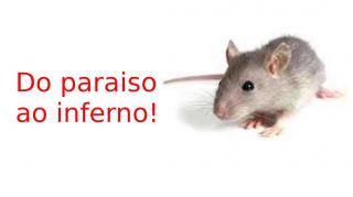 Utopia dos ratos a "sociedade" que deu errado