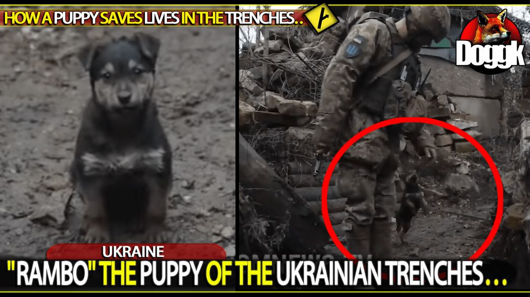 "RAMBO" THE PUPPY OF THE UKRAINIAN TRENCHES.. (UKRAINE)