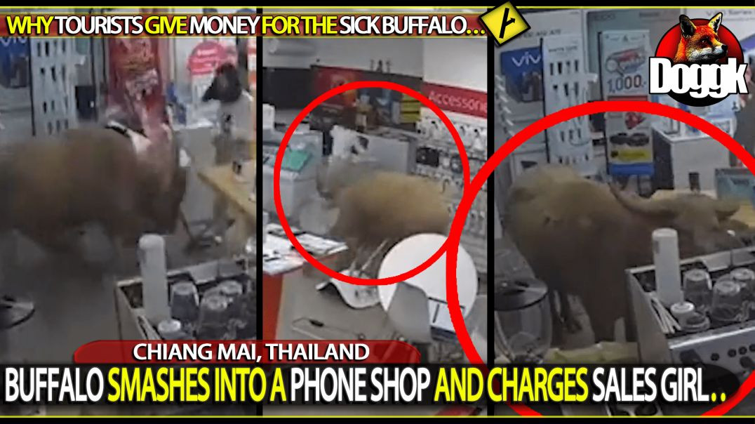 BUFFALO SMASHES INTO A PHONE SHOP AND CHARGES THE SALES GIRL.. (CHIANG MAI, THAILAND)