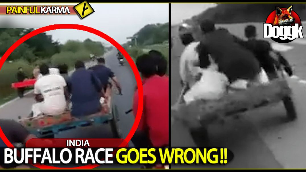 BUFFALO RACE GOES WRONG !! >> FUNNY ! DON'T MISS IT !! << (INDIA)