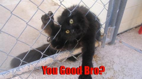 Why so many Cat Hating expressions?