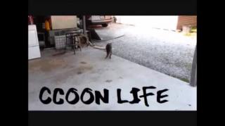 Raccooning Raccoon - O estado vai abandonar as mulheres.