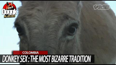 DONKEY SEX : THE MOST BIZARRE TRADITION.. (COLOMBIA) [DOCUMENTARY]