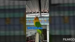 Najila vs Neymar memes so pra zuar hahahaha