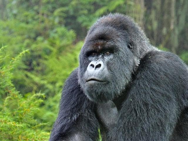 Man Goes Gorilla On Wife On Cruise Ship! Divorce Gone Wrong!