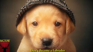 Don't Become A Labrador