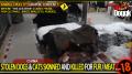 [+18] STOLEN DOGS & CATS SKINNED AND KILLED FOR THEIR FUR AND MEAT... (CHINA)