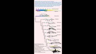 Understanding Biological Precedence