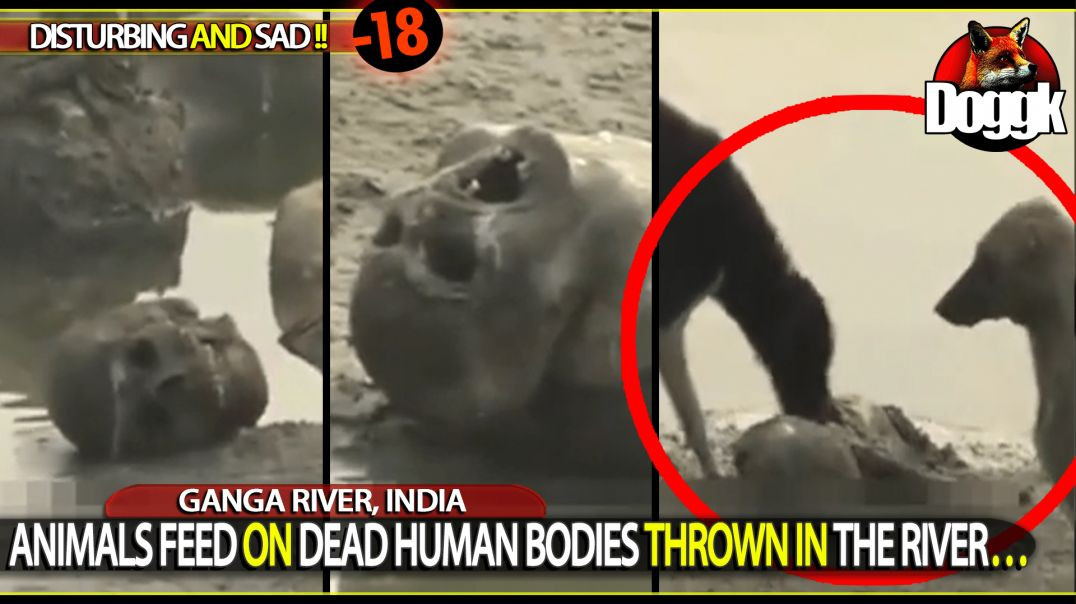 ANIMALS FEED ON DEAD HUMAN BODIES THROWN INTO RIVERS.. (GANGA RIVER, INDIA)