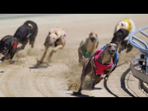 Response- Feminist Meths Up Greyhound To Win Race!