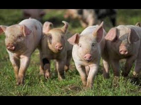 Feminist Piggy-Cops RUN From Drunk LADS In Hyde Park!