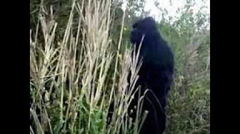 SASQUATCH, You Want Proof huh _ OK !