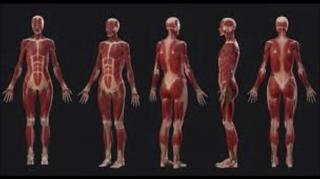 MGTOW is Self-Directed Warfare (part 36 - The Body)