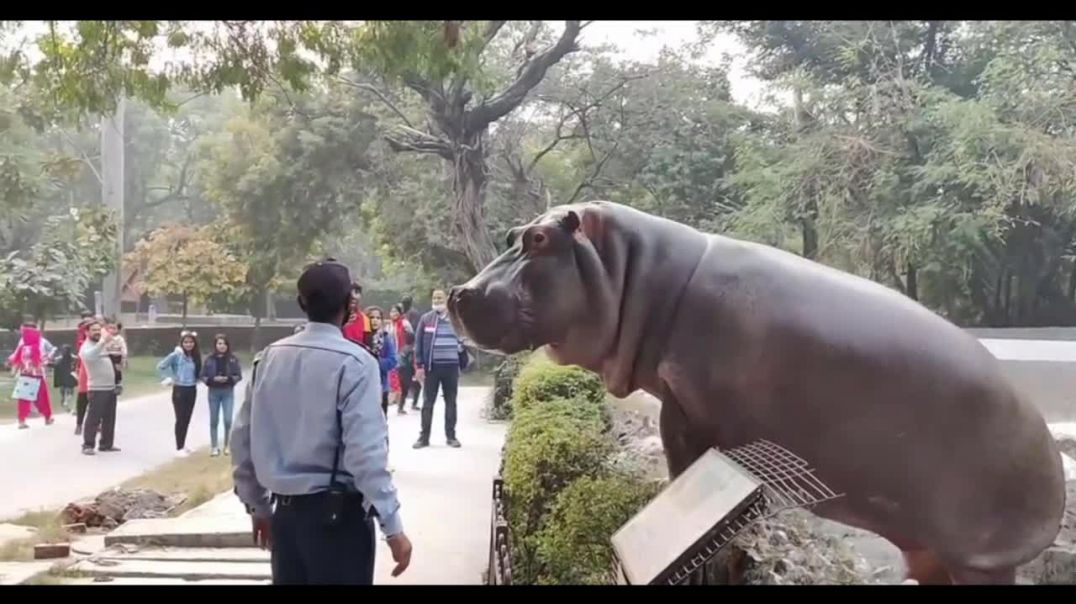 Do not feed the hippos.