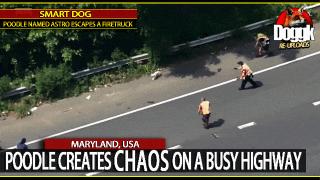 POODLE CREATES CHAOS ON A BUSY HIGHWAY..  (MARYLAND, USA)