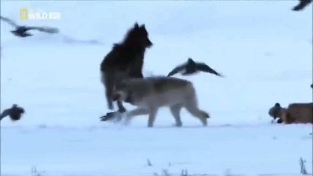 A ascensão do Lobo Negro - O comportamento de um macho Sigma dentro da Alcatéia - NatGeoWild (Em espanhol)