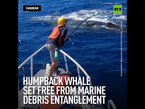 Humpback Whale Set Free from Marine Debris Entanglement