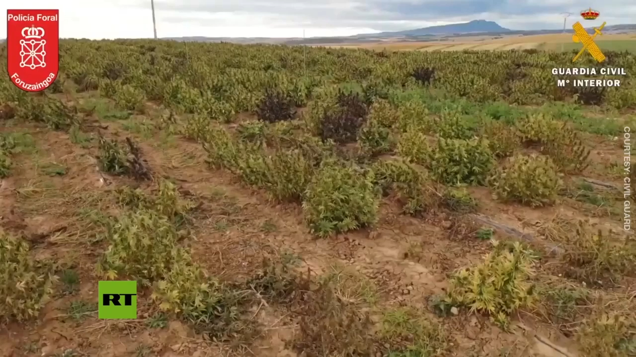 Spanish police seize Europe’s largest hemp plantation