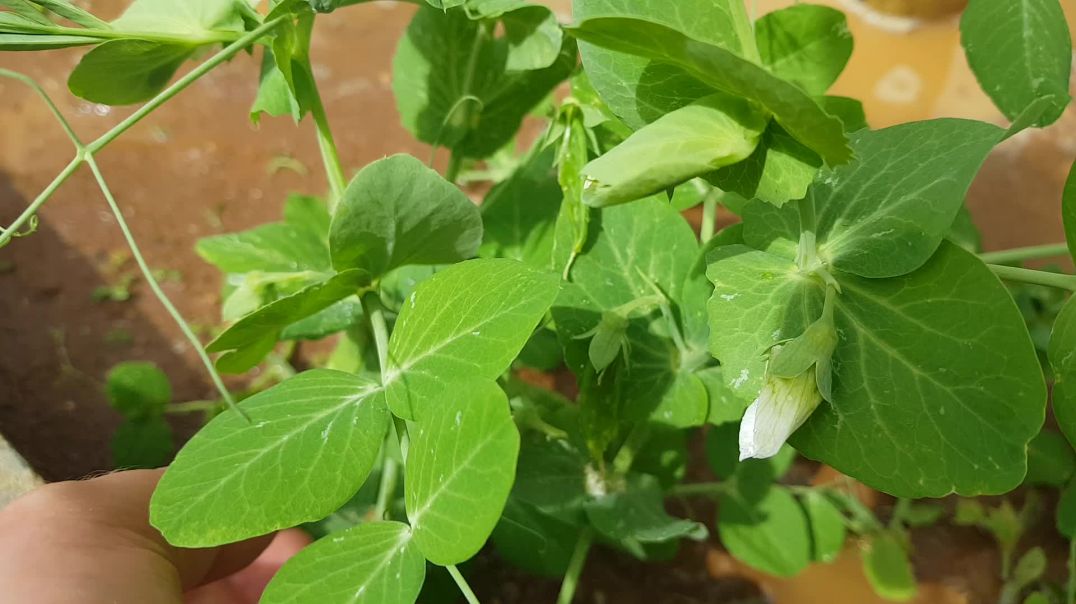 WOW, wasn't expecting to have peas already.