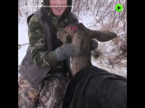 Deer Saved From Icy Pond