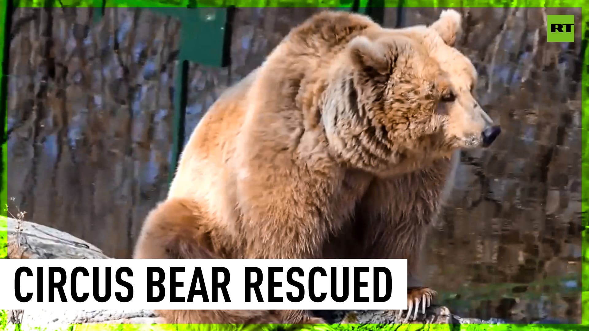 Circus bear rescued from Ukraine finds home in Romania