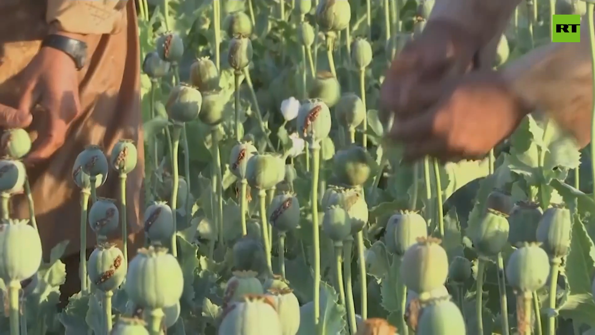 Afghans collect first opium poppy harvest since Taliban's comeback