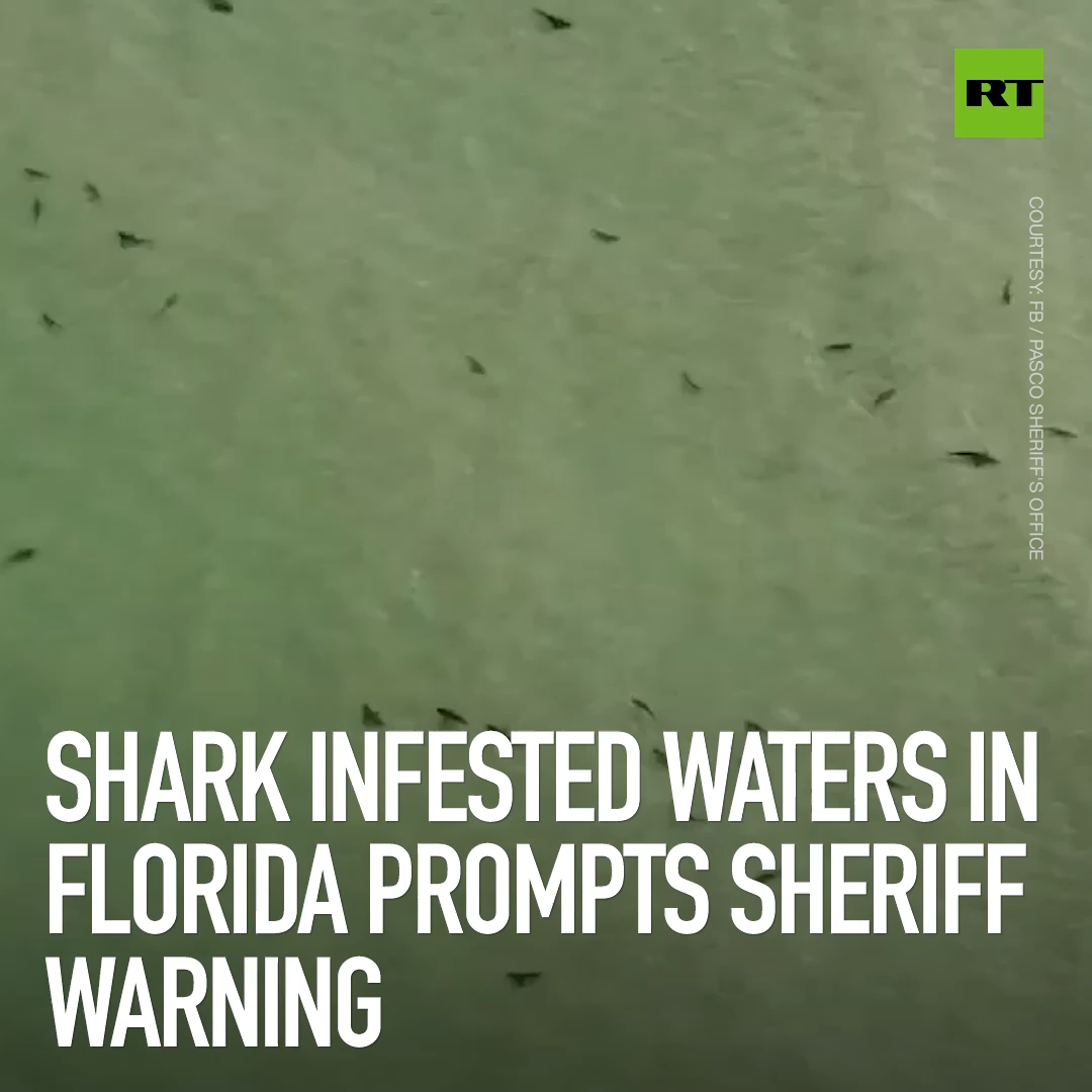  Shark infested waters in Florida prompt sheriff warning