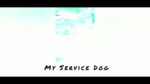 Psychiatric Service Dog "Brownie" aka Canine 3 yrs. 14lbs Chit-Pit Mix AKC registered. 10-15 mph av