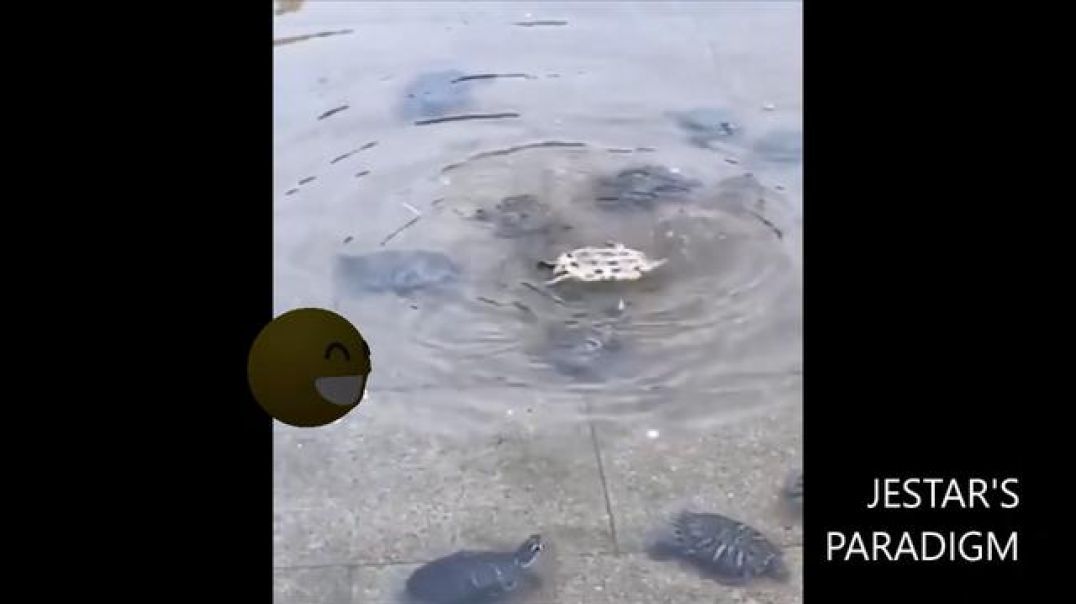 Turtles come together to save another turtle stuck upside down