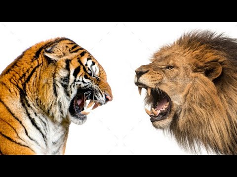 Are You A Lion or Tiger?